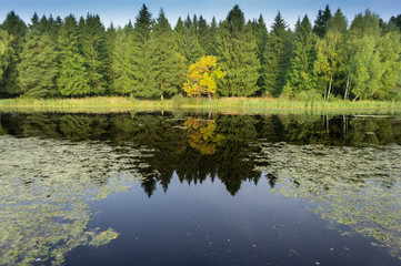 Forest reflection in blue lake. lonely yellow tree and green pines