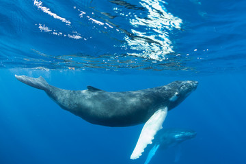 Obraz premium Humpback Whales Swimming in the Atlantic Ocean