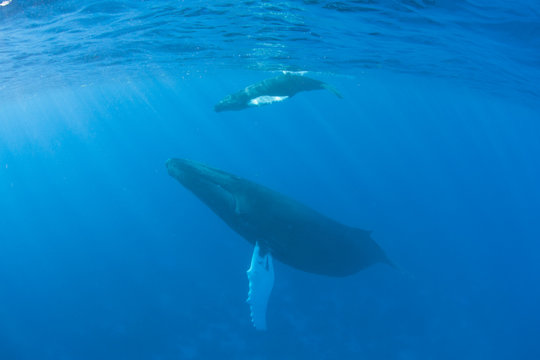 Mother and Calf Humpback Whales Underwater