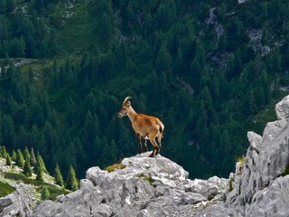 Steinbock
