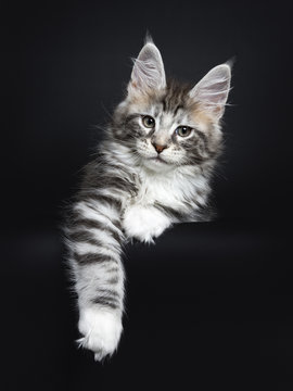 Maine Coon cat / kitten laying in front of the camera looking to the side one paw hanging over the edge isolated on black background.