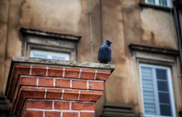 Crow on the Chimney
