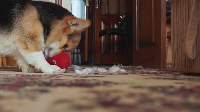 Playful mischievous dog Welsh Corgi Pembroke tear the toy heart.