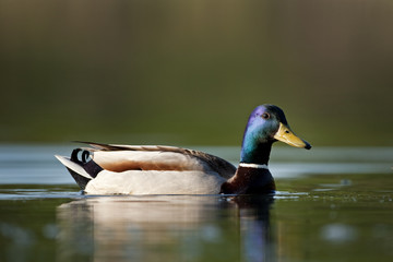 Obraz premium wild duck, anas platyrhynchos, mallard, Czech republic