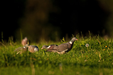 common wood pigeon, columba palumbus, czech republic