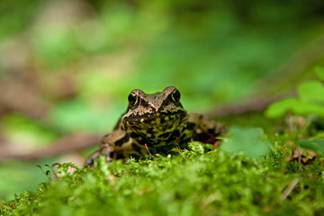 Brown Frog Isolated, Białowieża Forest