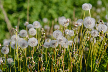 white dandelions on a meadow