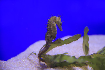 Seepferdchen (Hippocampus spec.) 