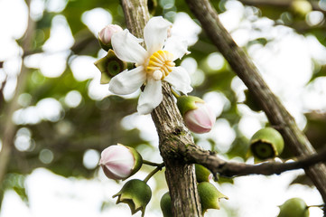 wild tree bellucia axinanthera