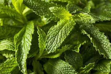 Raw Green Organic Fresh Mint Leaves