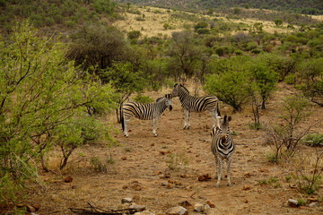 Fototapeta na wymiar Elephant in Pilanesberg national park South Africa.