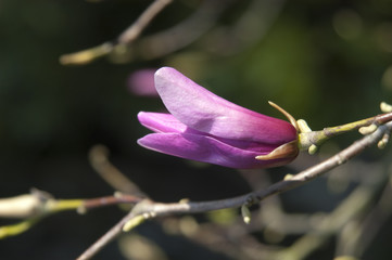 fleur magnolia bouton printemp nature plante