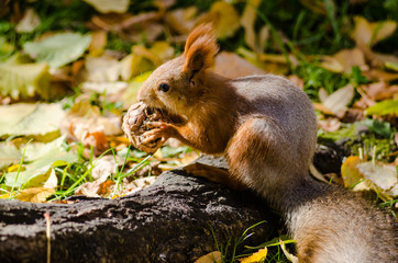 The squirrel eats a nut. Red squirrel. Autumn.