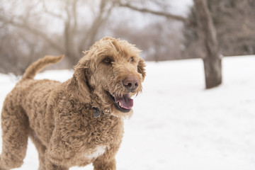Goldendoodle in the snow season of winter