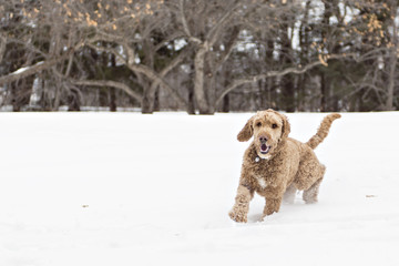 Goldendoodle in the snow season of winter