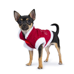 black chiwawa dog standing side ways wearing cute christmas jacket  isolated on white background