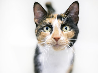 Portrait of a shorthaired Calico cat on a white background - obrazy, fototapety, plakaty