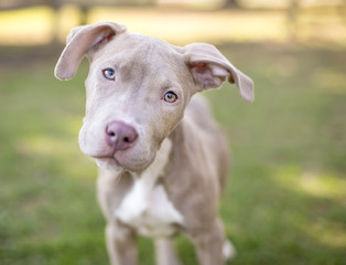 Portrait of a young Pit Bull Terrier mix puppy