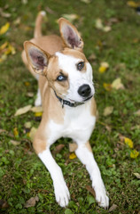 Naklejka na ściany i meble A red and white Terrier mixed breed dog with heterochromia, one blue eye and one brown eye