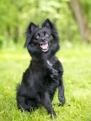 A black Schipperke mixed breed dog sitting outdoors