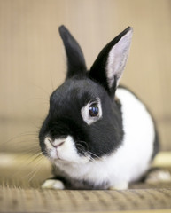 A domesticated black and white Dwarf rabbit