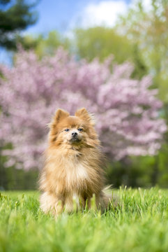 A red Pomeranian dog outdoors in the springtime in front of a pink blooming tree