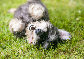 A happy, playful mixed breed dog rolling in the grass