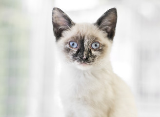 Obraz premium A Siamese kitten with blue eyes looking at the camera