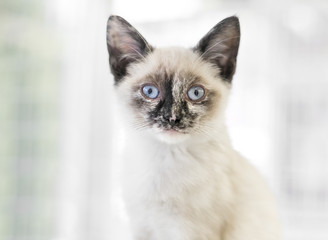 A Siamese kitten with blue eyes looking at the camera