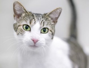 A tabby and white domestic shorthair cat with green eyes