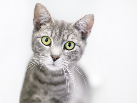 A gray tabby domestic shorthair cat looking at the camera with a curious expression