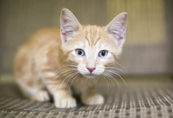 Fototapeta premium An orange tabby kitten with blue eyes in a crouching position