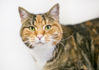 A Calico tabby shorthair cat on a white background, looking at the camera