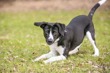A playful black and white mixed breed dog, in a play bow position