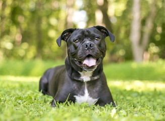 A black and white Terrier mixed breed dog relaxing outdoors in the grass