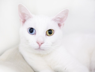 A white shorthair cat with heterochromia, one blue eye and one yellow eye