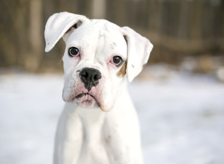 A white Boxer puppy outdoors in the snow, looking at the camera with a head tilt
