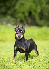 A black and red Miniature Pinscher dog with cropped ears