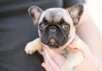 Obraz premium A person holding a young French Bulldog puppy