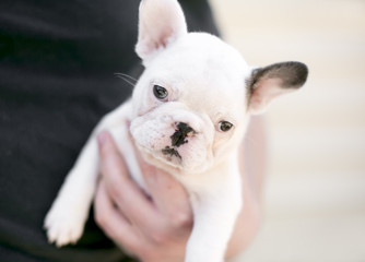 A person holding a young French Bulldog puppy