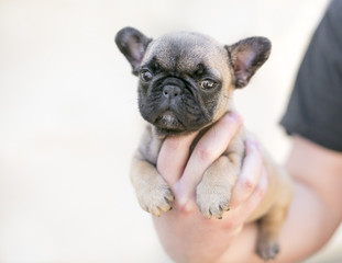 A person holding a young French Bulldog puppy