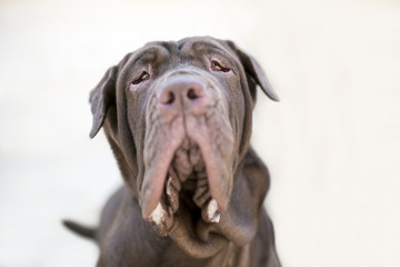 A purebred Neapolitan Mastiff dog with ectropion