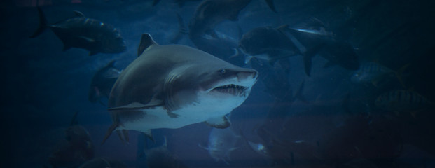 shark jaws ready to attack underwater close up portrait