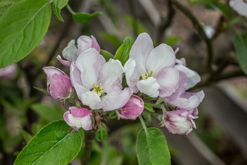 Apfelblüte im Frühjahr