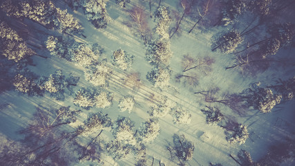 Aerial/Drone View of Snow Covered Evergreen Tree Forest after Snow/Blizzard