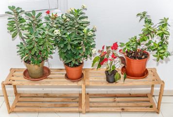 Pots with plants placed on wooden furniture inside a patio