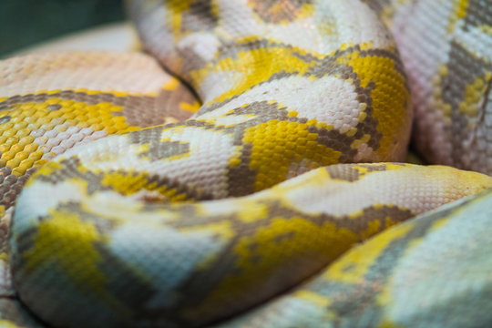 yellow Python close up