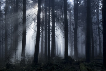 Light passing through the trees during a foggy day in the woods.