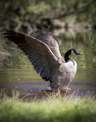 Canada goose expanding its wings while taking a bath in a pond during the hot days of summer.
