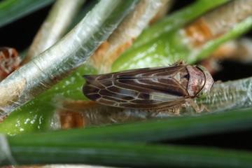 Pithyotettix abietinus from the family Cicadellidae on on pine pins.